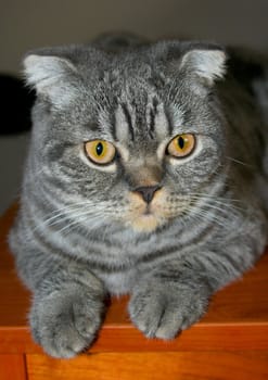 Portrait of the Scottish cat laying on a chair