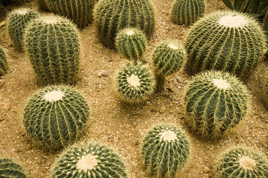 it is some cactus in the garden