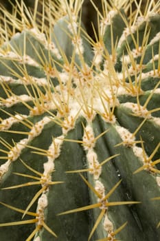 it is a close shot of cactus in the garden