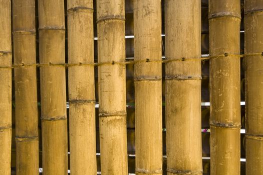 It is a shot of japanese bamboo background

