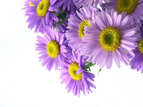 pink flower blossoms isolated on white background