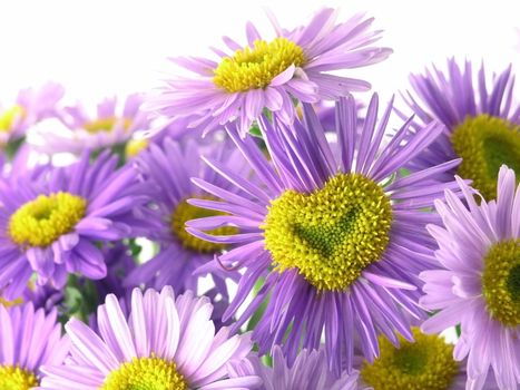 pink flower blossoms isolated on white background