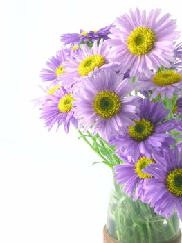 pink flower blossoms isolated on white background