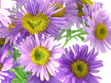 pink flower blossoms isolated on white background