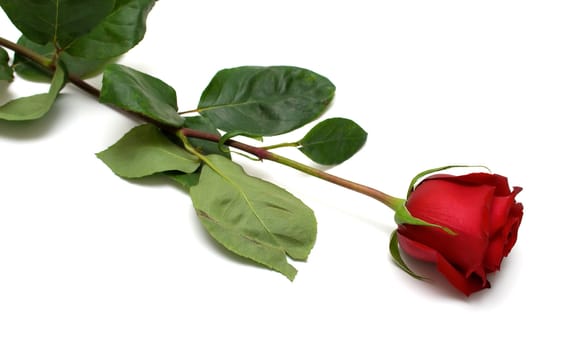 Red rose with green leaves. Isolation on white background. Shallow DOF