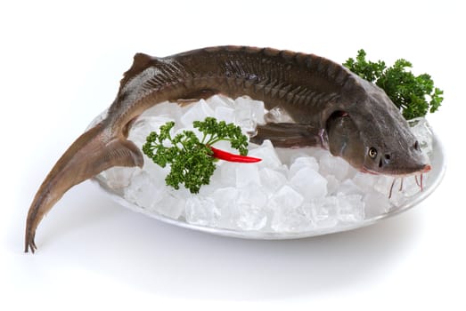 Sturgeon on plate with ice on white background