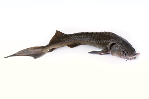 Middle sturgeon isolated on white background