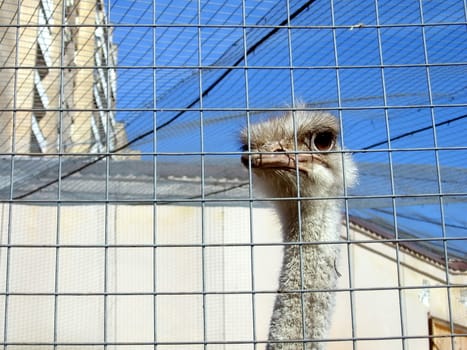 Cute ostrich behind the lattice in Moscow zoo