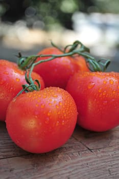 Vine ripened tomatoes attached to the vine sitting on a piece of aged weathered wood.