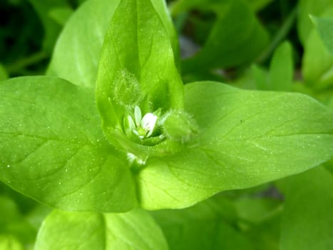 Close up of a small white flower surrounded by big green leaves