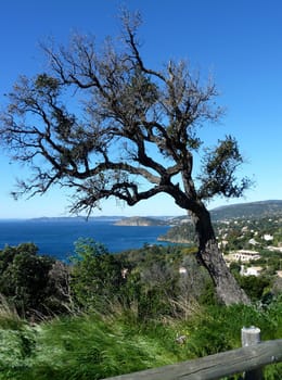 Bending tree and view of south of France and mediterranean sea by beautiful weather