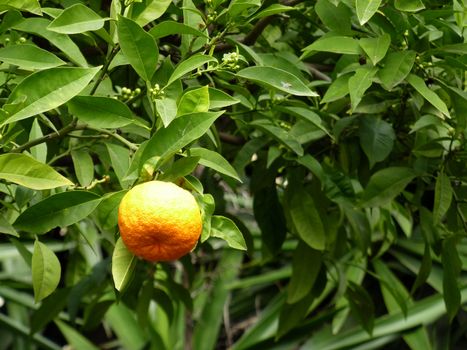 One orange surrounded by small green leaves of the tree