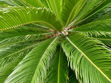 Close up of green palm tree leaves