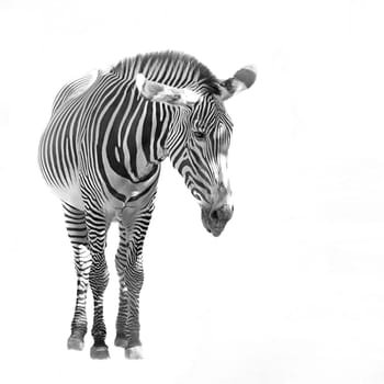 A zebra isolated over a white background.