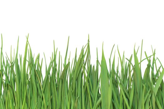 Closeup of green grass isolated on white background with clipping path