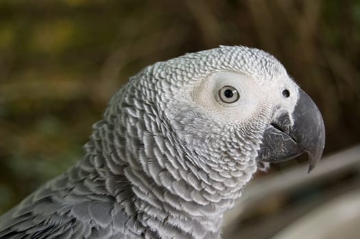 grey parrot watching in the distence