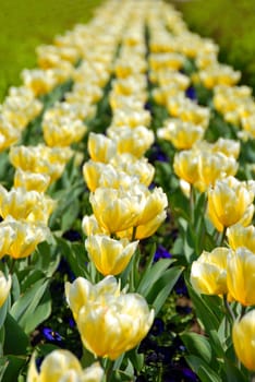 yellow blooming tulips in rows spring background