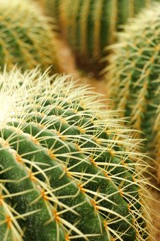 cactus , echinocactus grusonii, golden barrel cactus