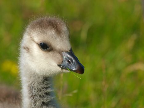 Barnacle Goose