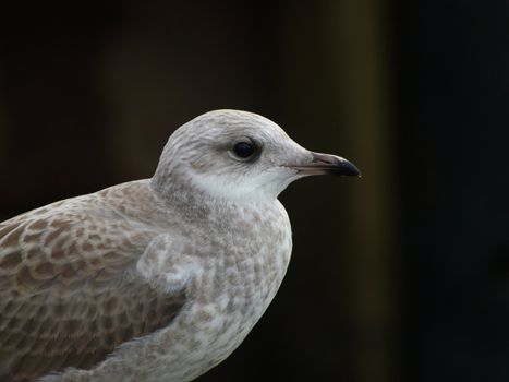 Seagull