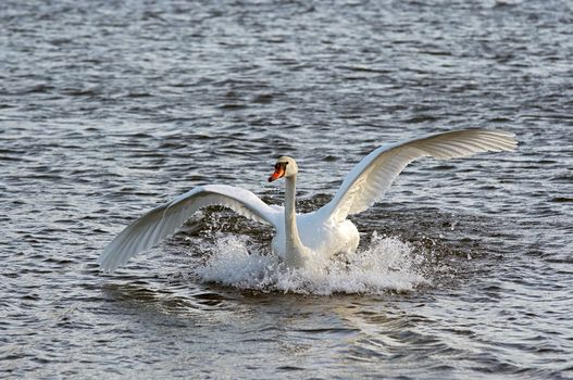 Shot of the flying mute swan - water skiing