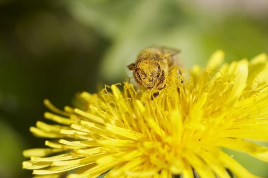 Detail (close-up) of the honeybee with antheral dust