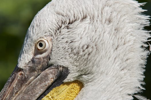 Shot of the Dalmatian pelican - detail of the head