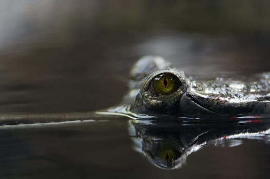 Detail of theeye of Indial gavial - endangered species