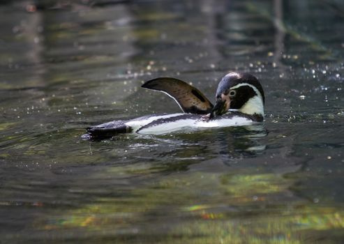 Shot of the penguin - swim the backstroke