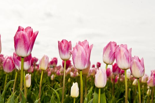 close up of tulips, looking up at