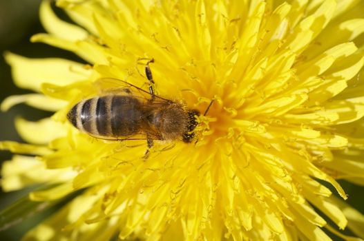 Detail (close-up) of the honeybee with antheral dust