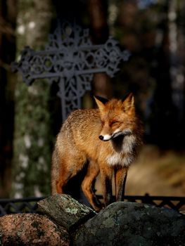 Red Fox Vulpes vulpes