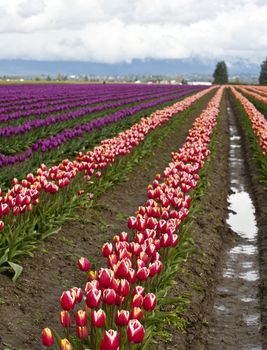 looking down row of flowers