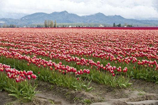 large field of red and white tulip field, USA