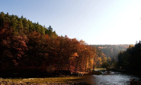 A Romantic autumn forest with golden and red leaves