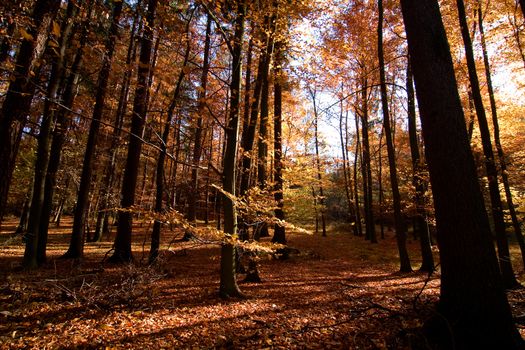 A Romantic autumn forest with golden and red leaves