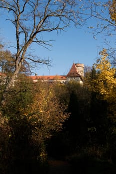 A golden forest in the fall