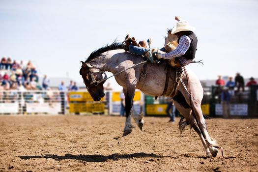 A saddle bronc rider at a local rodeo
