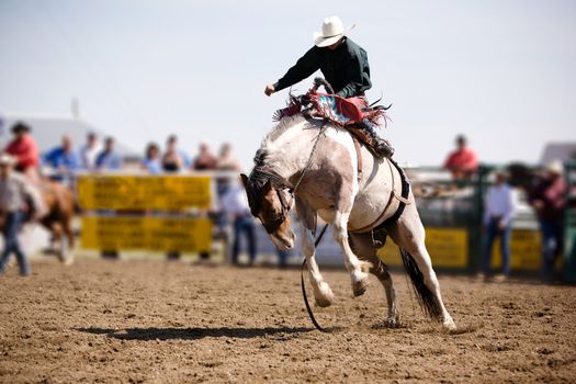 A saddle bronc rider at a local rodeo