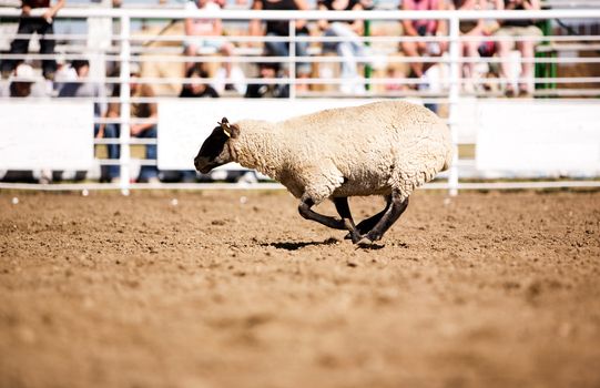 A sheep running at a local rodeo