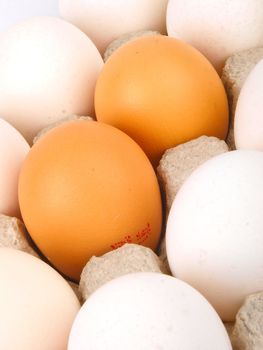 Fresh yellow and white eggs