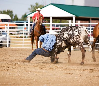 Steer wrestling at a local small town rodeo