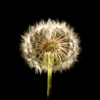 A dandelion isolated on black