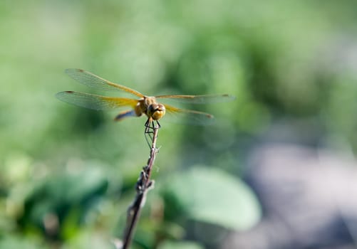 An orange and yellow dragon fly perched on a branch