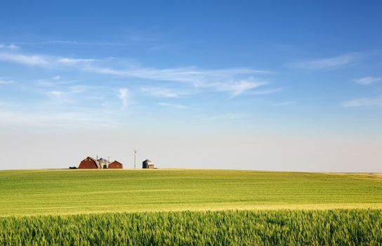 A landscape with wheat and a farm on the horizon
