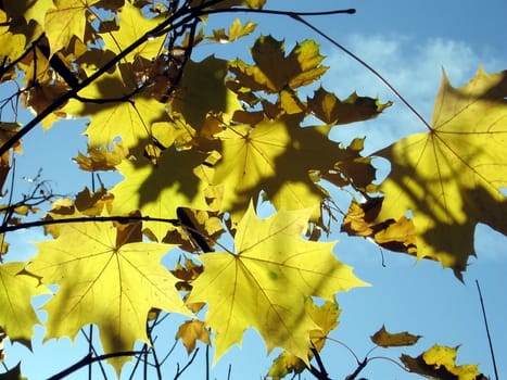Very beautiful yellow maple leaves on a background of blue sky