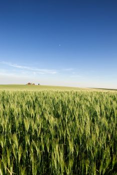 A landscape with wheat and a farm on the horizon