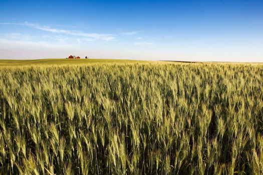 A landscape with wheat and a farm on the horizon