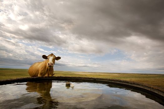 A cow at the watering bowl on the prairie