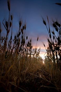 A sunset in a what field.